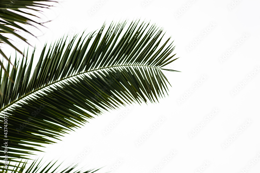 Palm tree leaves as a summer background