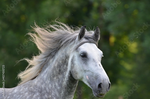 Lipizzaner © ScullyPictures