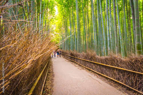 bamboo forest  Kyoto Japan 