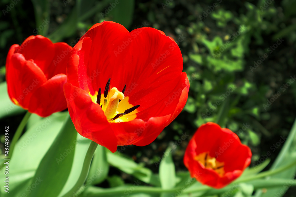 Bright red flowers of tulips blooming in a garden on a sunny spring day with natural lit by sunlight. Beautiful fresh nature floral pattern. Bright red flowers of tulips blooming in a garden on a sunny spring day with natural lit by sunlight. Beautiful fresh nature floral pattern.