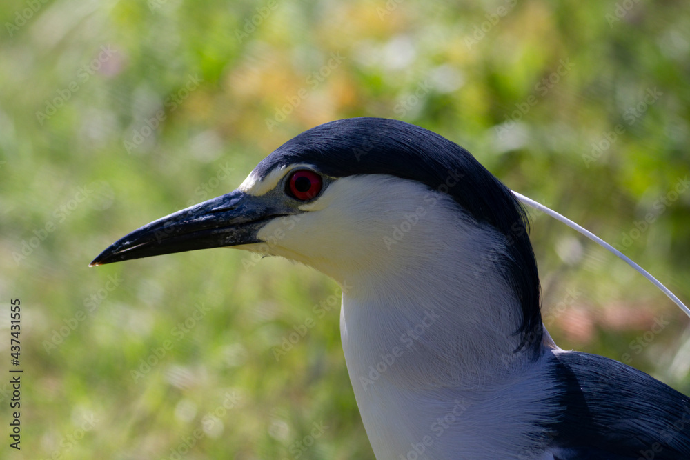Héron bihoreau Nycticorax nycticorax en vue rapprochée Héron bihoreau Nycticorax nycticorax en vue rapprochée
