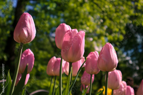 Pink flowers of tulips blooming in a garden on a sunny spring day with natural lit by sunlight. Beautiful fresh nature floral pattern.