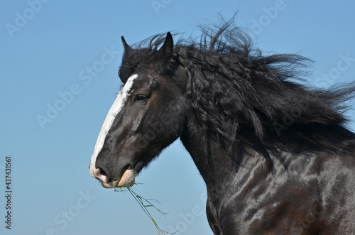 Shire Horse photo