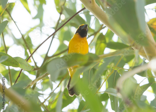Asian golden weaver