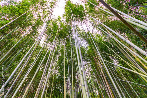 bamboo forest  Kyoto Japan 