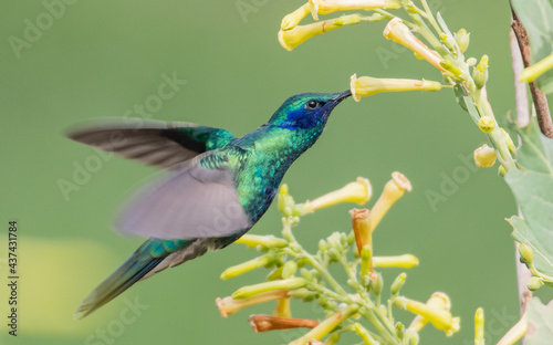 portrait of a flying sparkling violetear hummingbird