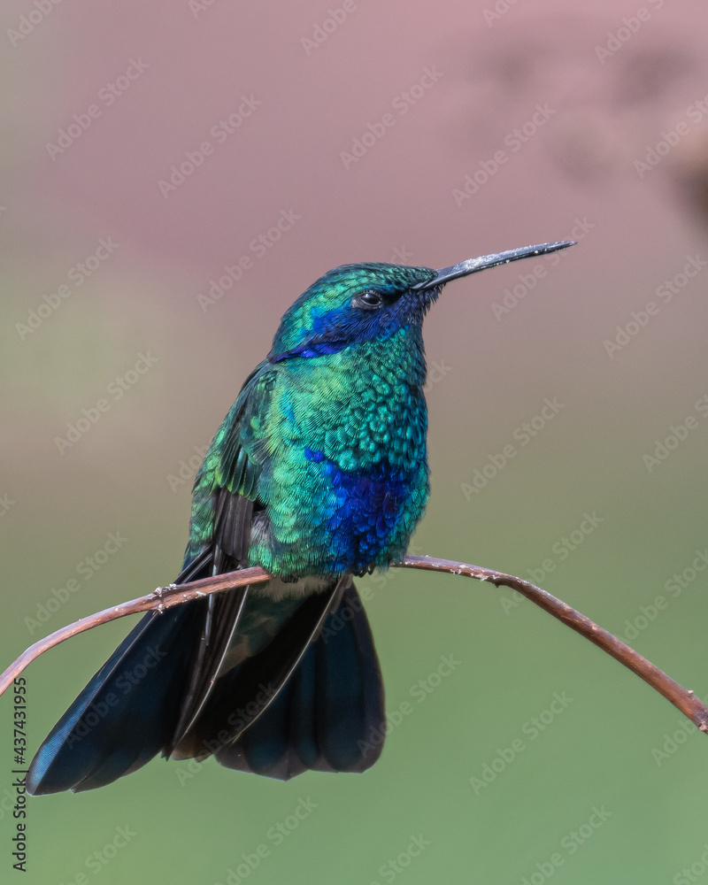 Obraz premium portrait of sparkling violetear hummingbird