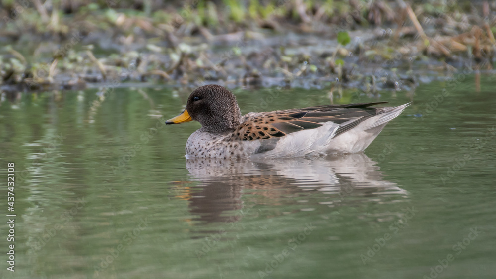 Fototapeta premium yellow billed teal on pond - 1
