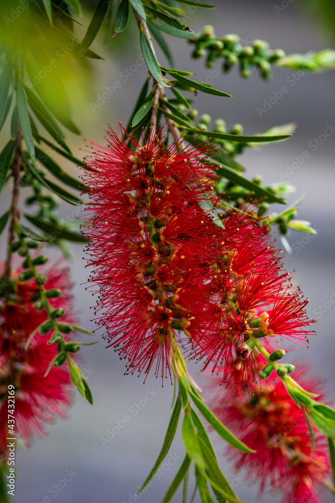 Summer background with red blloming tropical flowers Summer background with red blloming tropical flowers