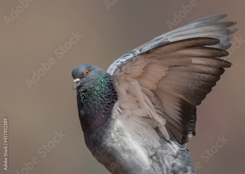 rock pigeon spreding wings - portrait