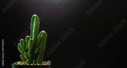 fairy castle cactus on potted with black background in studio.