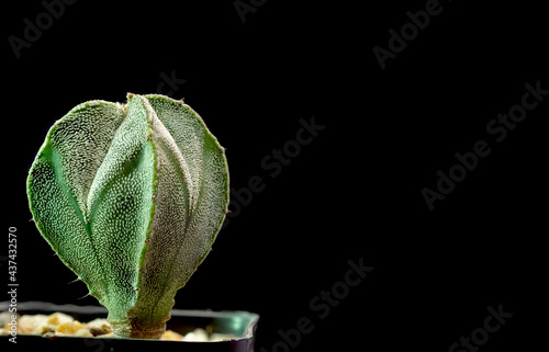 Close up photography of astrophytum myriostigma in black background. cactus plant.