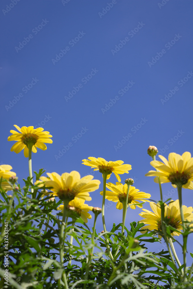 border of yellow flowers shot from below against clear blue sky