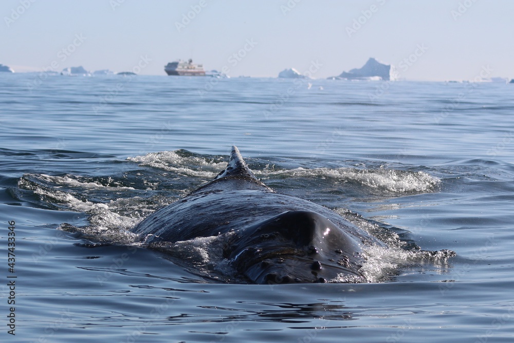 Obraz premium Antarctica whale