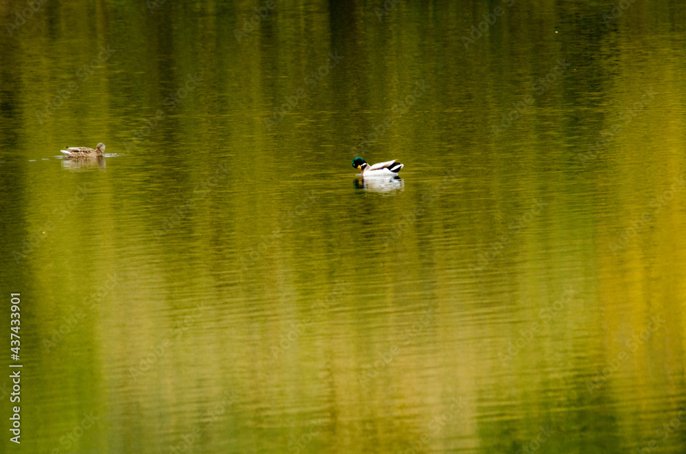 patos salvajes pantano arenas de san pedro avila patos salvajes pantano arenas de san pedro avila