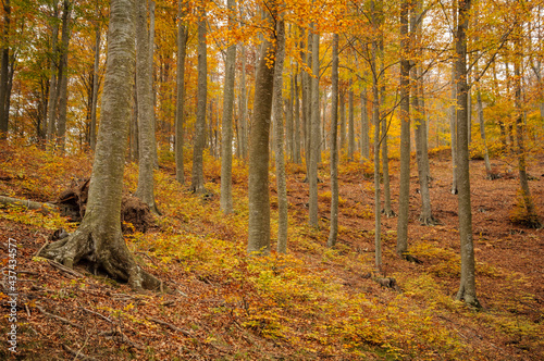 Santa Fe de Montseny beech forest in autumn  Montseny  Barcelona  Catalonia  Spain 