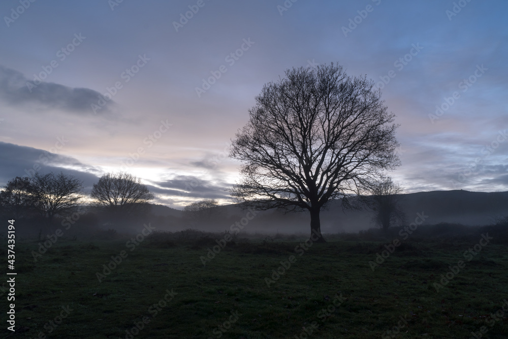 A tree silhouetted against a sunset on a moody atmospheric winters evening. Castlemorton Common, Worcestershire, UK A tree silhouetted against a sunset on a moody atmospheric winters evening. Castlemorton Common, Worcestershire, UK