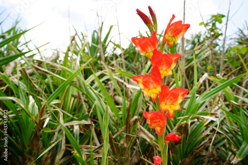 Gladiolus  orange flower -                                         