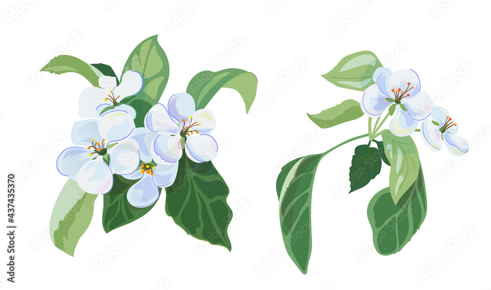 Set of spring blossom - bunch of white apple tree flowers, close-up bloom. Gentle light floral bluish bouquet with green leaves. Digital illustration in watercolor style for design, vector Set of spring blossom - bunch of white apple tree flowers, close-up bloom. Gentle light floral bluish bouquet with green leaves. Digital illustration in watercolor style for design, vector