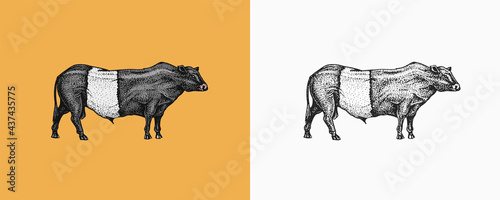 Domestic Cow. Farm animal. Vintage sketch for shop. Badge for t-shirts. Hand Drawn engrave Vector illustration.