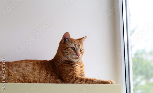 Fototapeta Naklejka Na Ścianę i Meble -  A cat that watches events happening outside the window while lying on a shelf