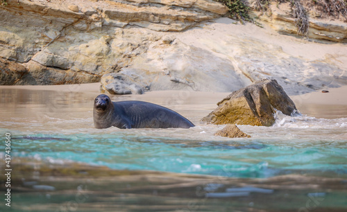 Sea Lion on the beach on San Miguel Island, Channel Islands National Park.  photo