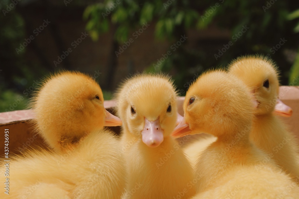 duck and ducklings