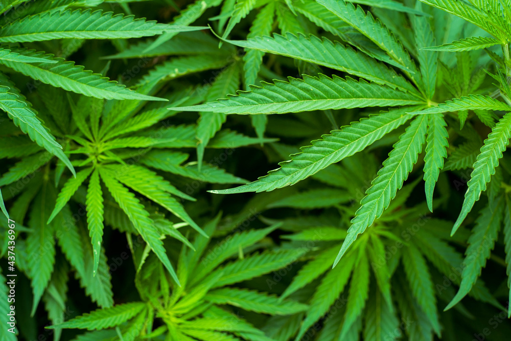 cannabis sativa plant leaves cannabis sativa plant leaves