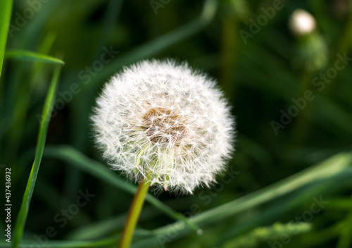 White fluffy dandelion on a dark green background close-up