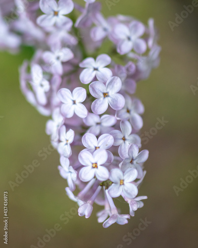 Beautiful lilac flowers in nature. © schankz