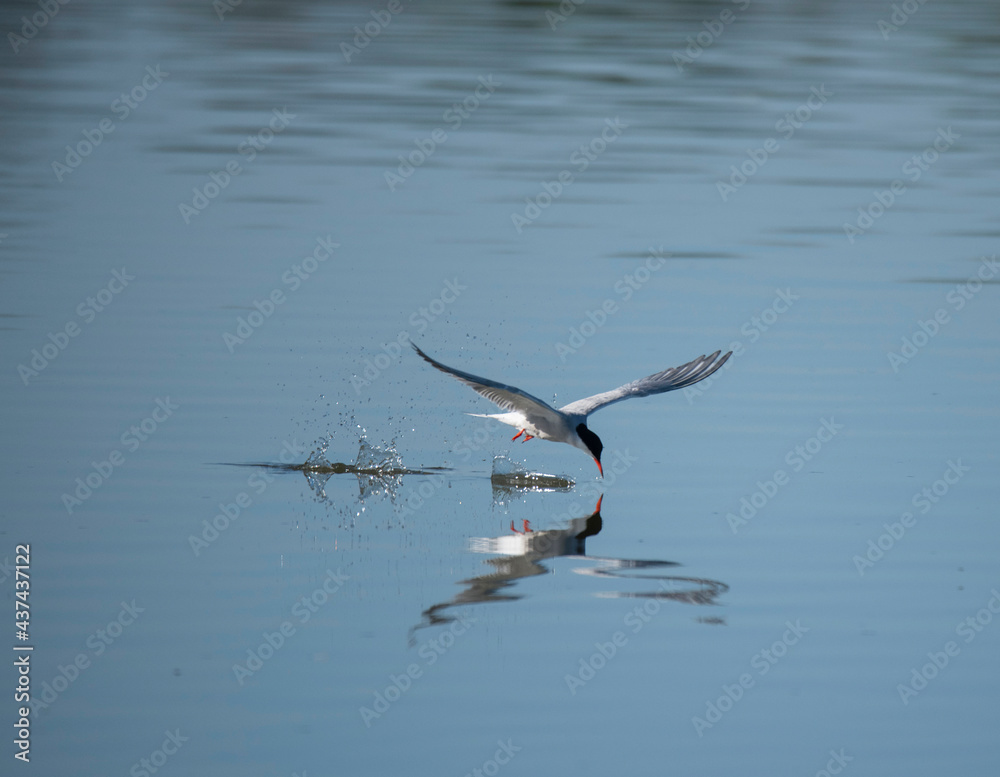 Caspian tern fishing over a pond in a Stockholm bird preserve Caspian tern fishing over a pond in a Stockholm bird preserve