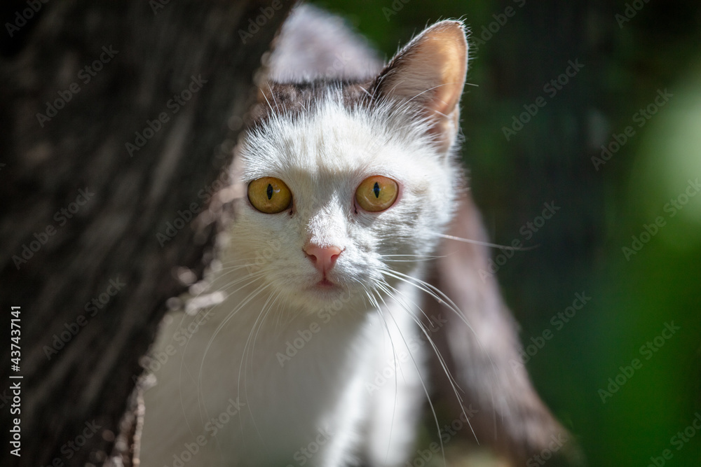 Portrait of a cat in the park. Close-up
