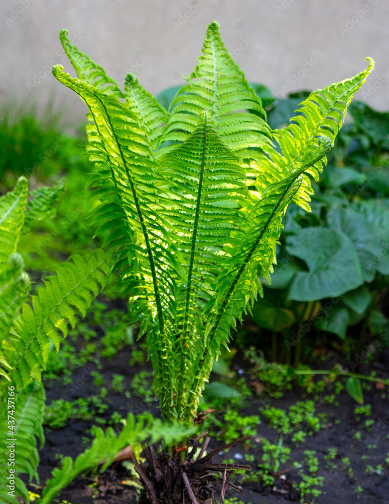 Green fern leaves in the park Green fern leaves in the park