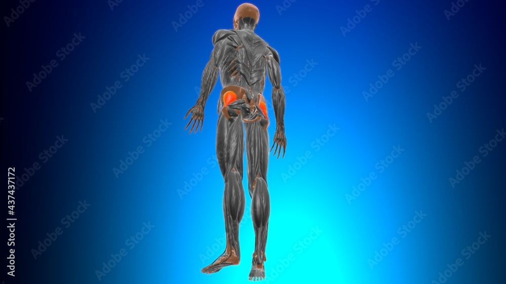 Gluteus minimus Muscle Anatomy For Medical Concept 3D