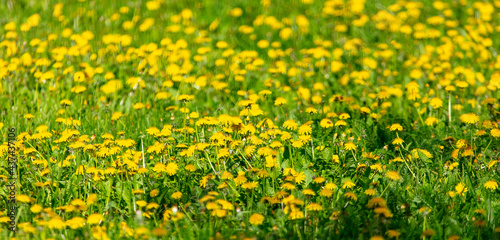 Yellow dandelions in the park