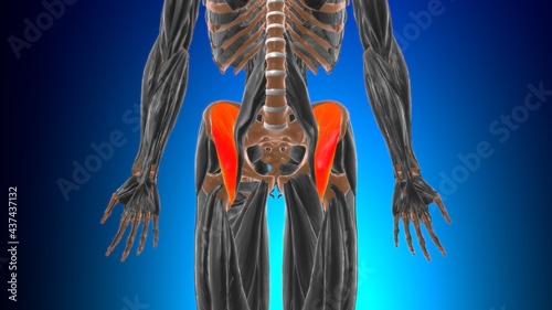 Iliacus Muscle Anatomy For Medical Concept 3D photo