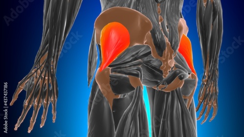 Gluteus minimus Muscle Anatomy For Medical Concept 3D