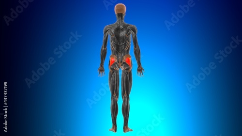 Gluteus minimus Muscle Anatomy For Medical Concept 3D photo