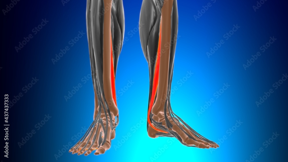 Flexor digitorum longus Muscle Anatomy For Medical Concept 3D Flexor digitorum longus Muscle Anatomy For Medical Concept 3D