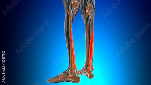 Flexor hallucis longus Muscle Anatomy For Medical Concept 3D