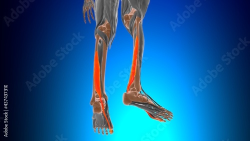 Tableau sur toile Flexor hallucis longus Muscle Anatomy For Medical Concept 3D
