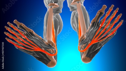 Flexor digitorum longus Muscle Anatomy For Medical Concept 3D photo