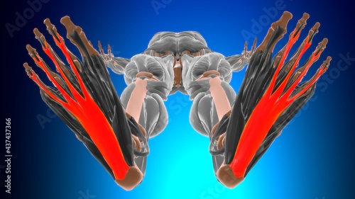 Flexor digitorum brevis Muscle Anatomy For Medical Concept 3D photo