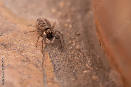 Una araña con patas peludas anda por un muro