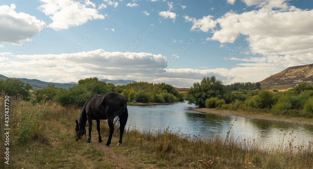 Obraz premium horse eating grass by the river bank