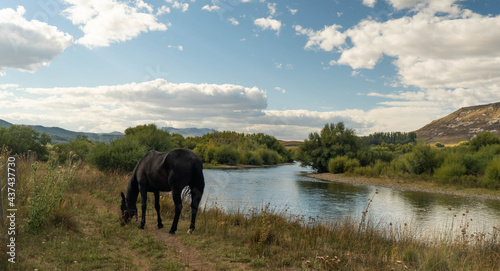 horse eating grass by the river bank