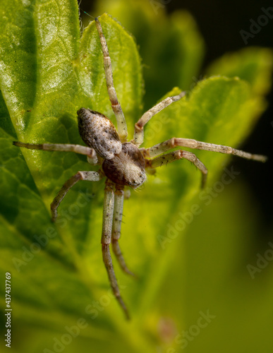 Close-up of a spider on a green leaf.