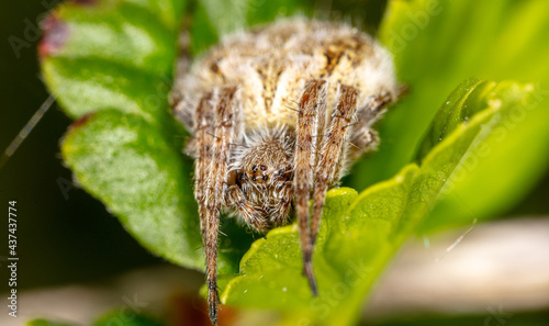 Close-up of a spider on a green leaf.