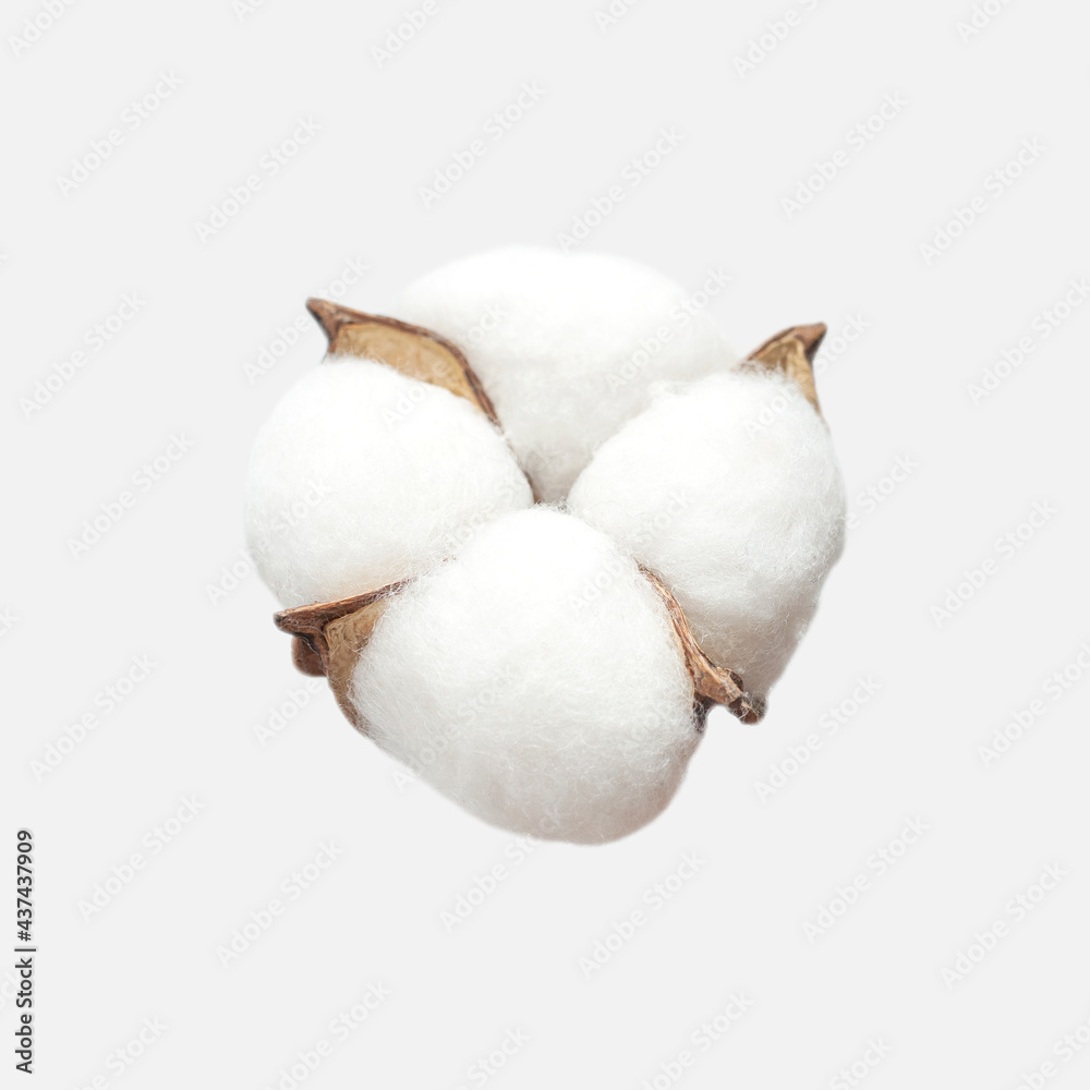 Different cotton flowers isolated on light gray background flat lay. Delicate white fluffy cotton. Collection of cotton plants, dry bud. Cut flower for design, layout, template Different cotton flowers isolated on light gray background flat lay. Delicate white fluffy cotton. Collection of cotton plants, dry bud. Cut flower for design, layout, template