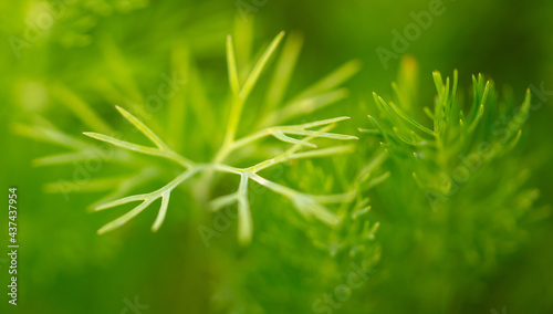 Close up of green leaves of dill.